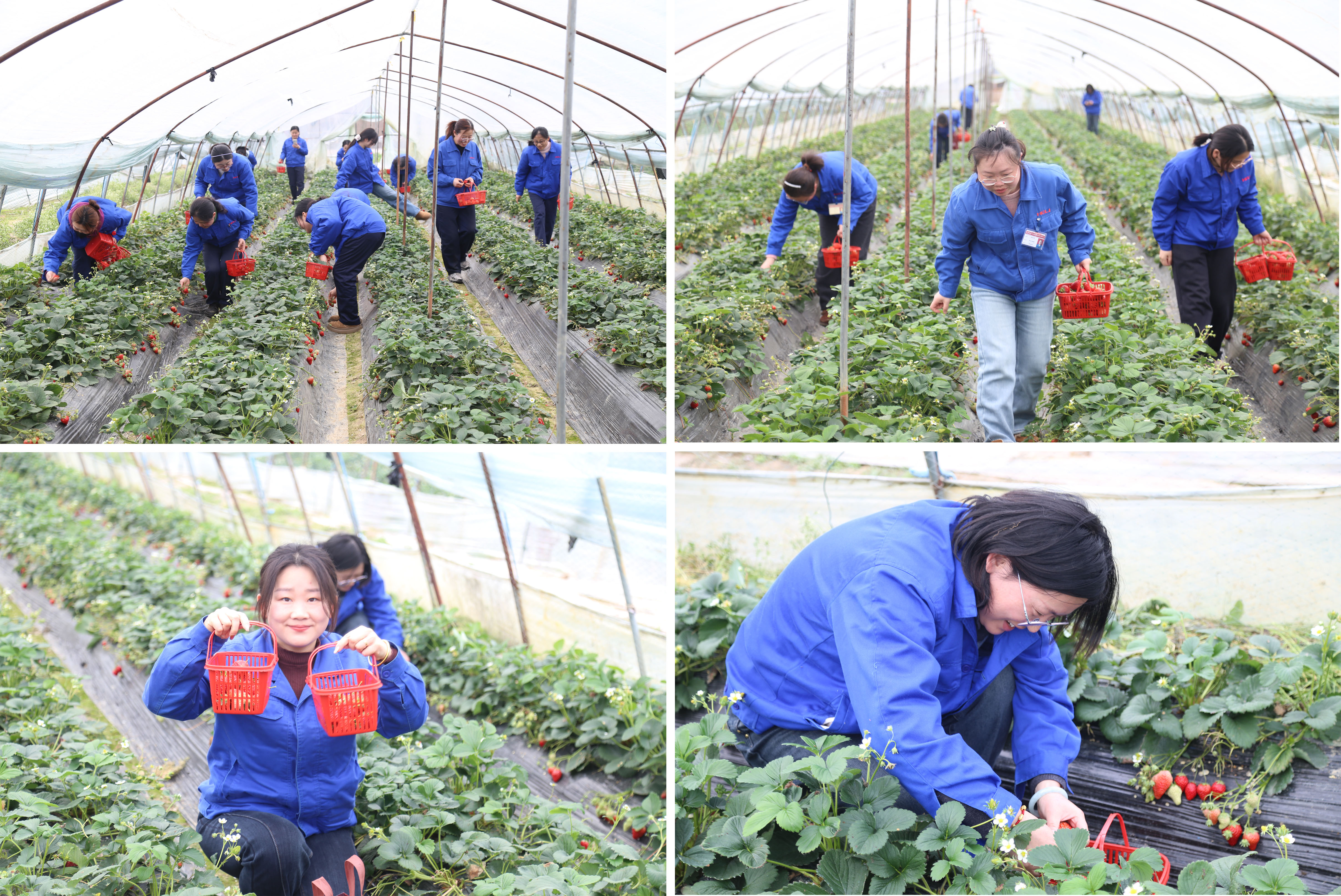 采摘活動(dòng)-修改.jpg 采摘活動(dòng)-修改.jpg